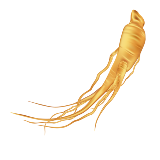 ginseng