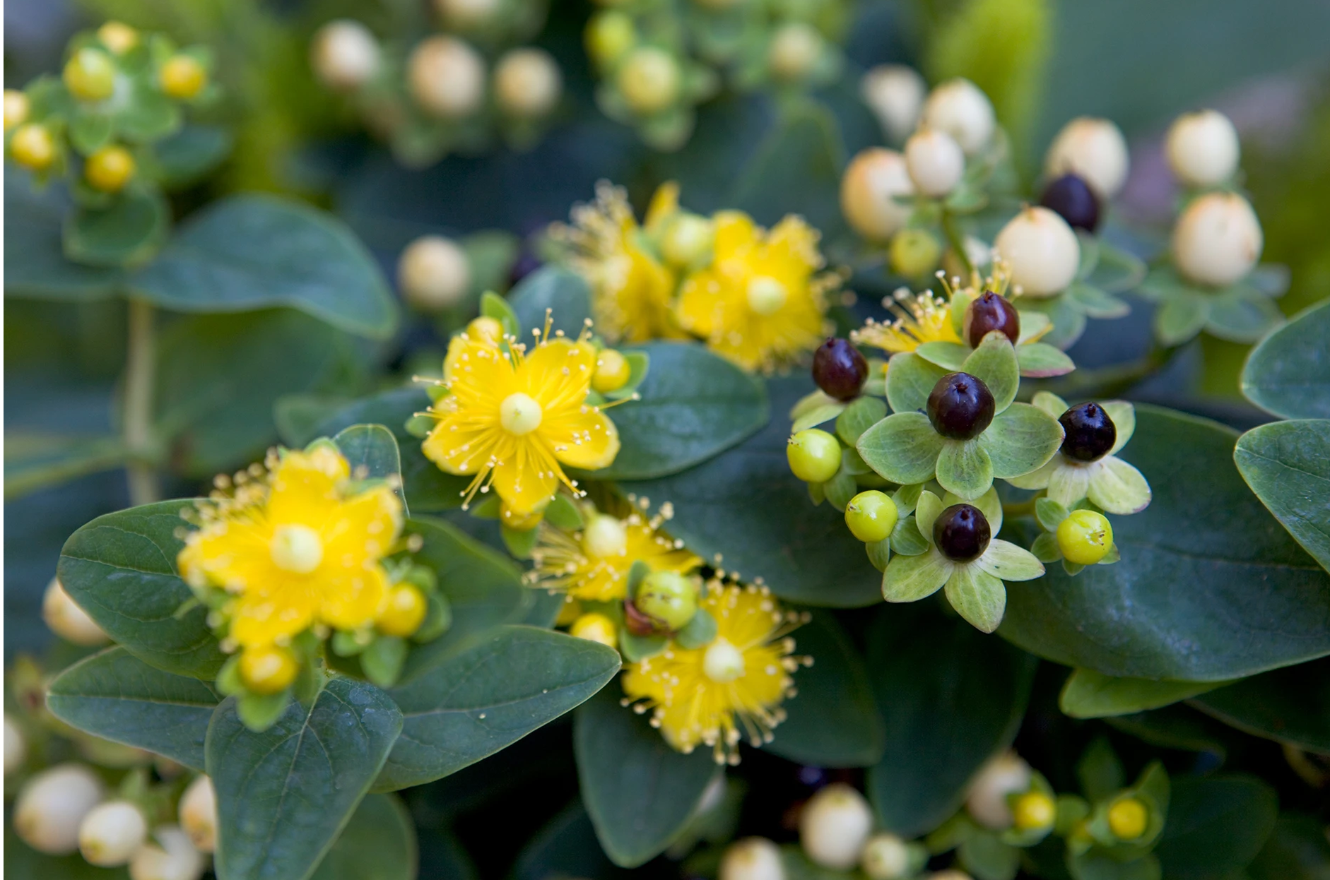 stjohnwort2
