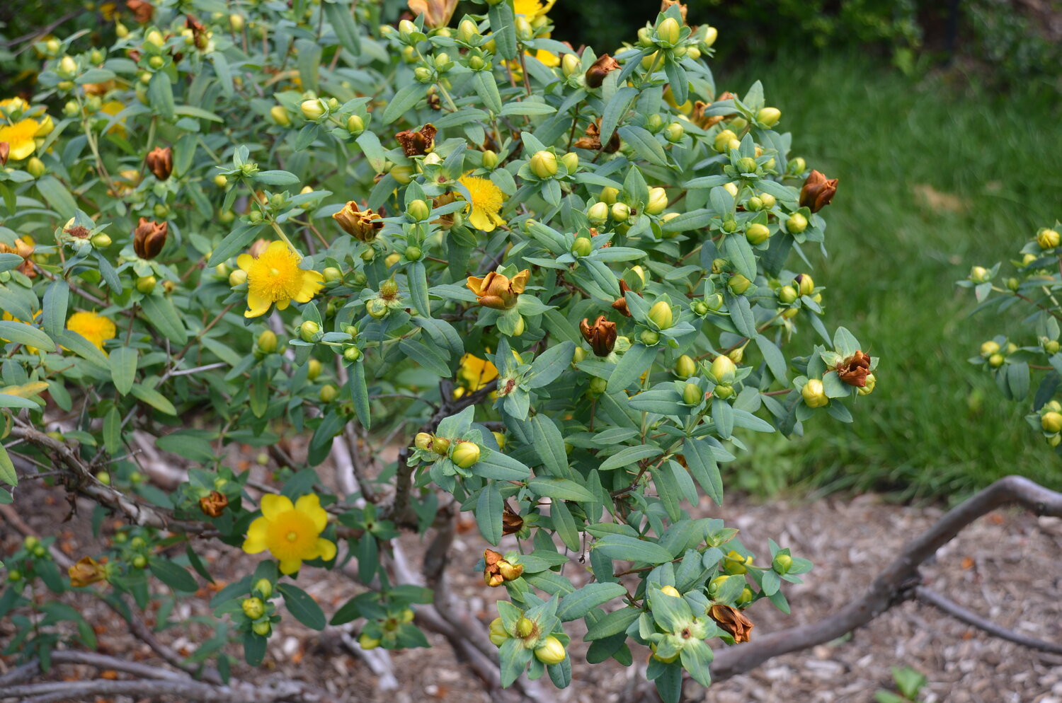 stjohnwort3